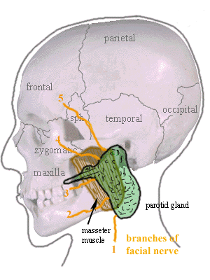 <ul><li><p>Largest of the major salivary glands containing <strong>only serous acini </strong></p></li><li><p><strong>Encapsulated</strong></p></li><li><p>Located behind mandibular ramus, anterior and inferior to the ear, between the skin of cheek and masseter muscle. </p></li></ul><p>Secretions: mainly serious, contributes ~25% of saliva into oral cavity </p><p></p>