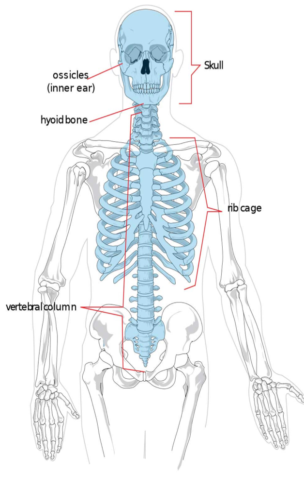 <ol><li><p>Ossicles (inner ear)</p></li><li><p>Skull</p></li><li><p>Hyoid bone</p></li><li><p>Rib cage</p></li><li><p>Vertebral column</p></li></ol>