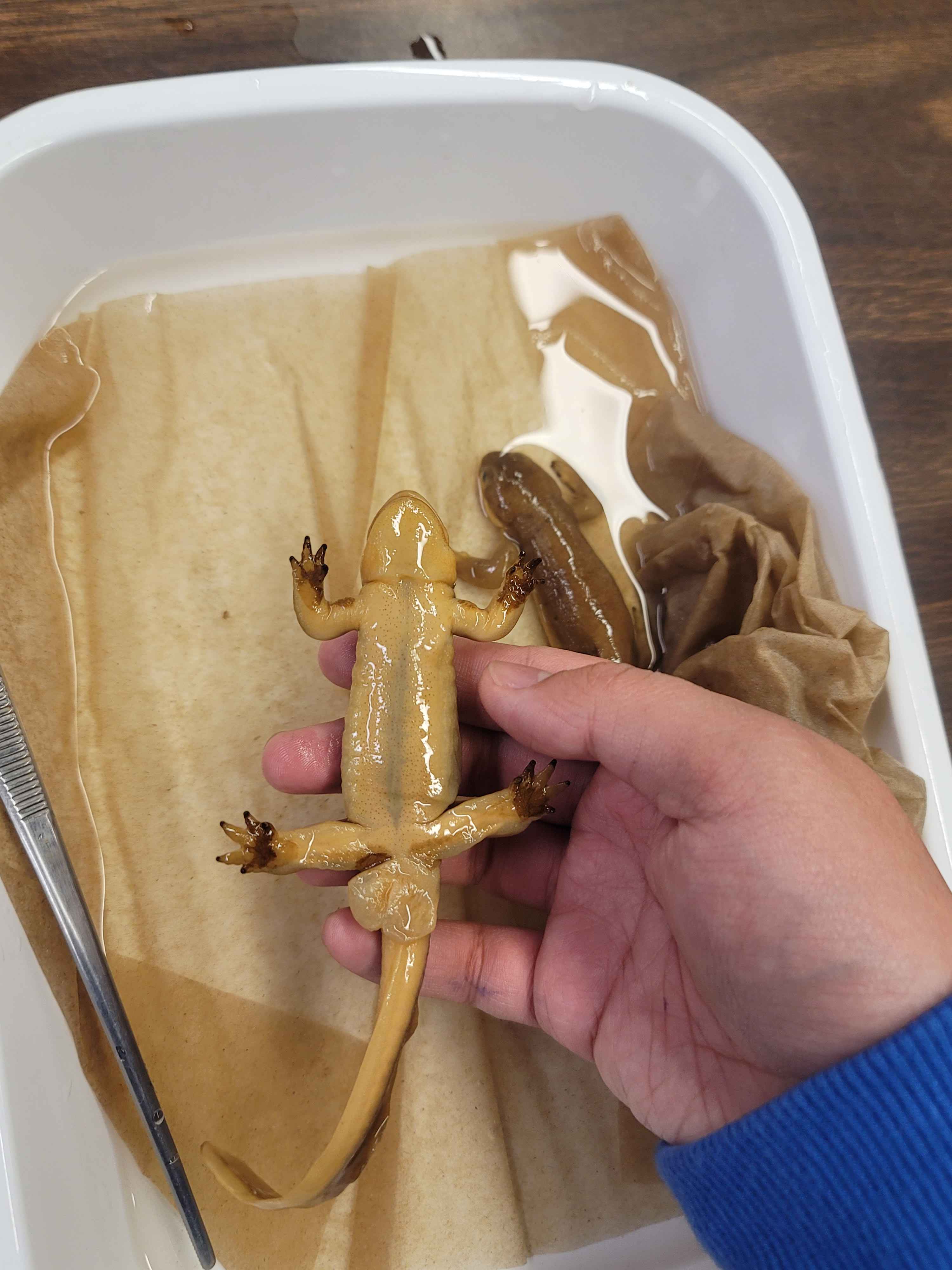 <p>Taricha Torosa - Salamandridae</p>