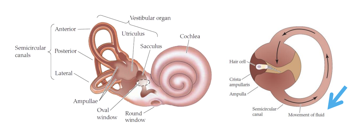<ul><li><p>Most <strong>rostral part</strong> of the lateral line evolved into</p><ol><li><p> the inner ear</p></li><li><p>cochlea (meachnosensory organ responsible for hearing</p></li><li><p>balance (semicircular canalas and vestibular organ)</p></li></ol></li></ul><p></p><p></p>