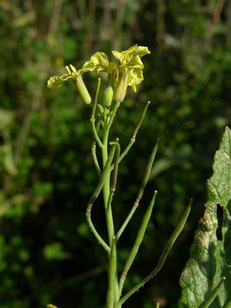 Family: Brassicaceae

SN: Raphanus raphanistrum