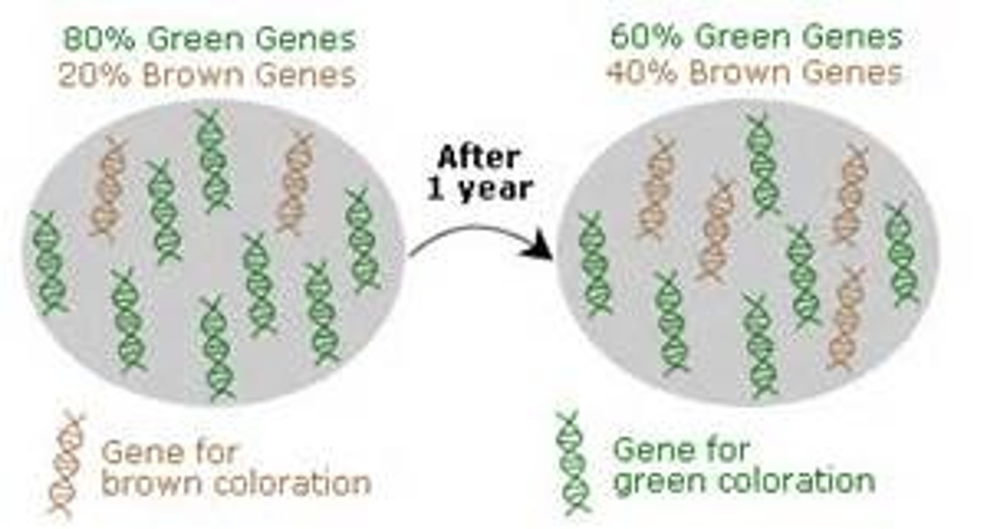 <p>Evolution at the population level</p>