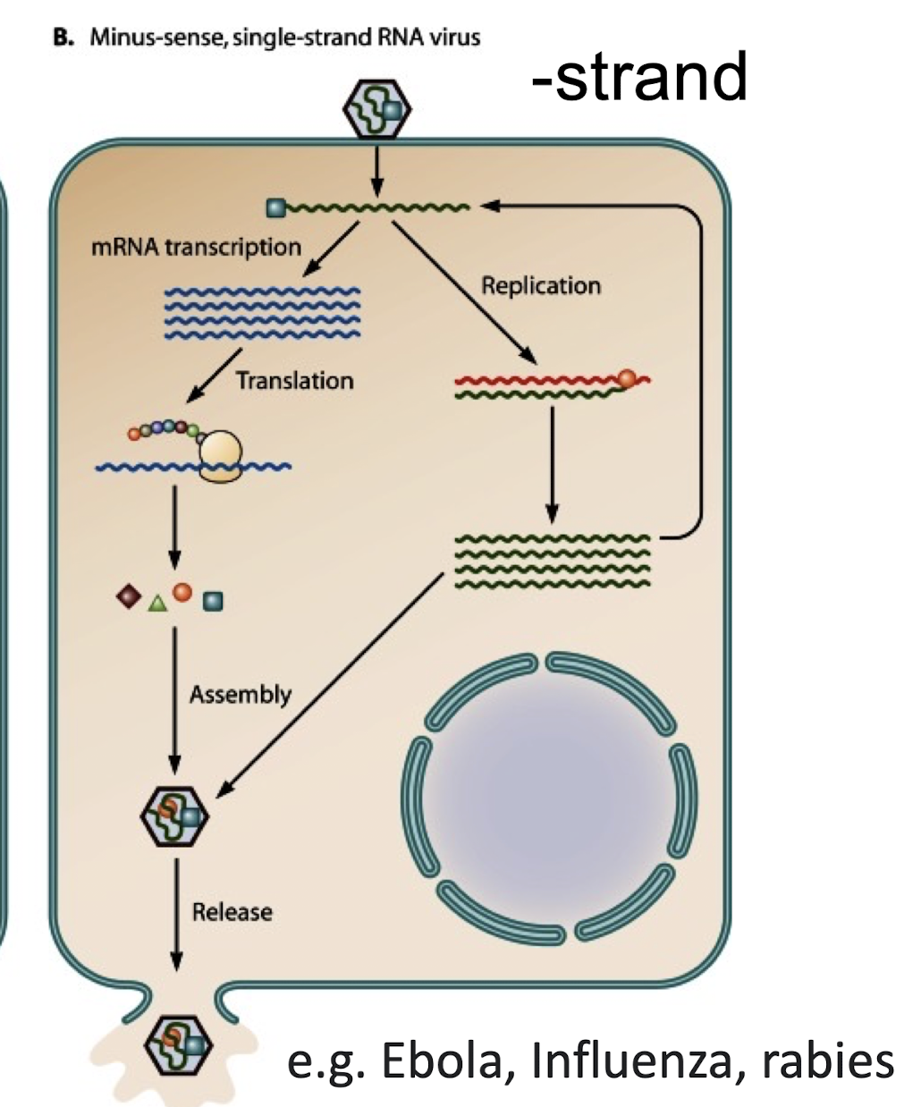 <p> An RNA genome <strong>complementary to viral mRNA</strong>; it <u>must be copied by </u><strong><u>viral RNA</u>-dependent RNA polymerase</strong> <strong>into a positive-sense strand</strong> before translation.</p>