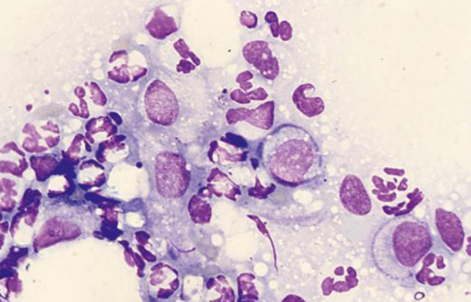 term image