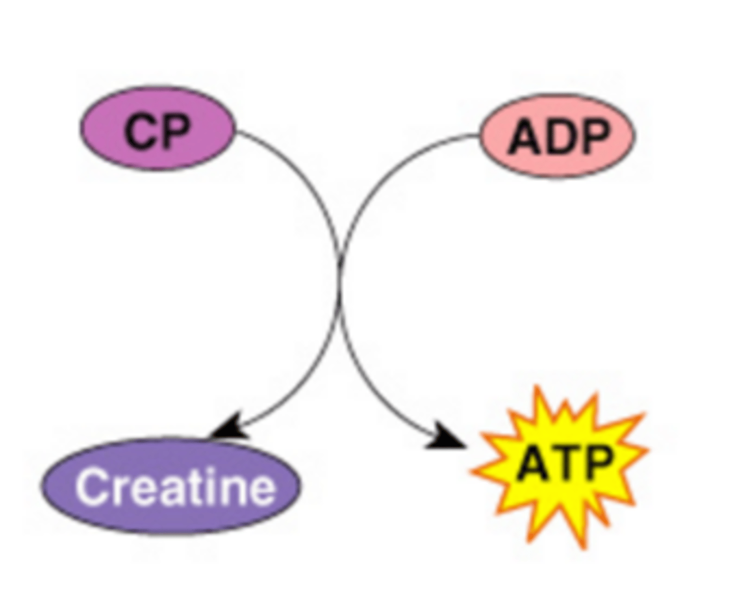 <p>A high energy molecule found in muscles that transfers energy to ADP, to regenerate ATP when ATP stores have been used up; no oxygen required; provides about 15 seconds of energy</p>