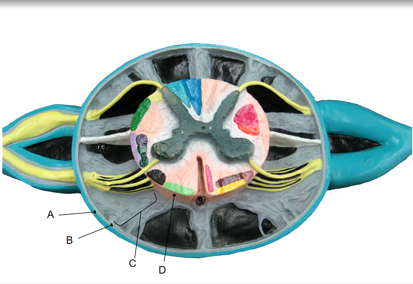 <p>C</p>