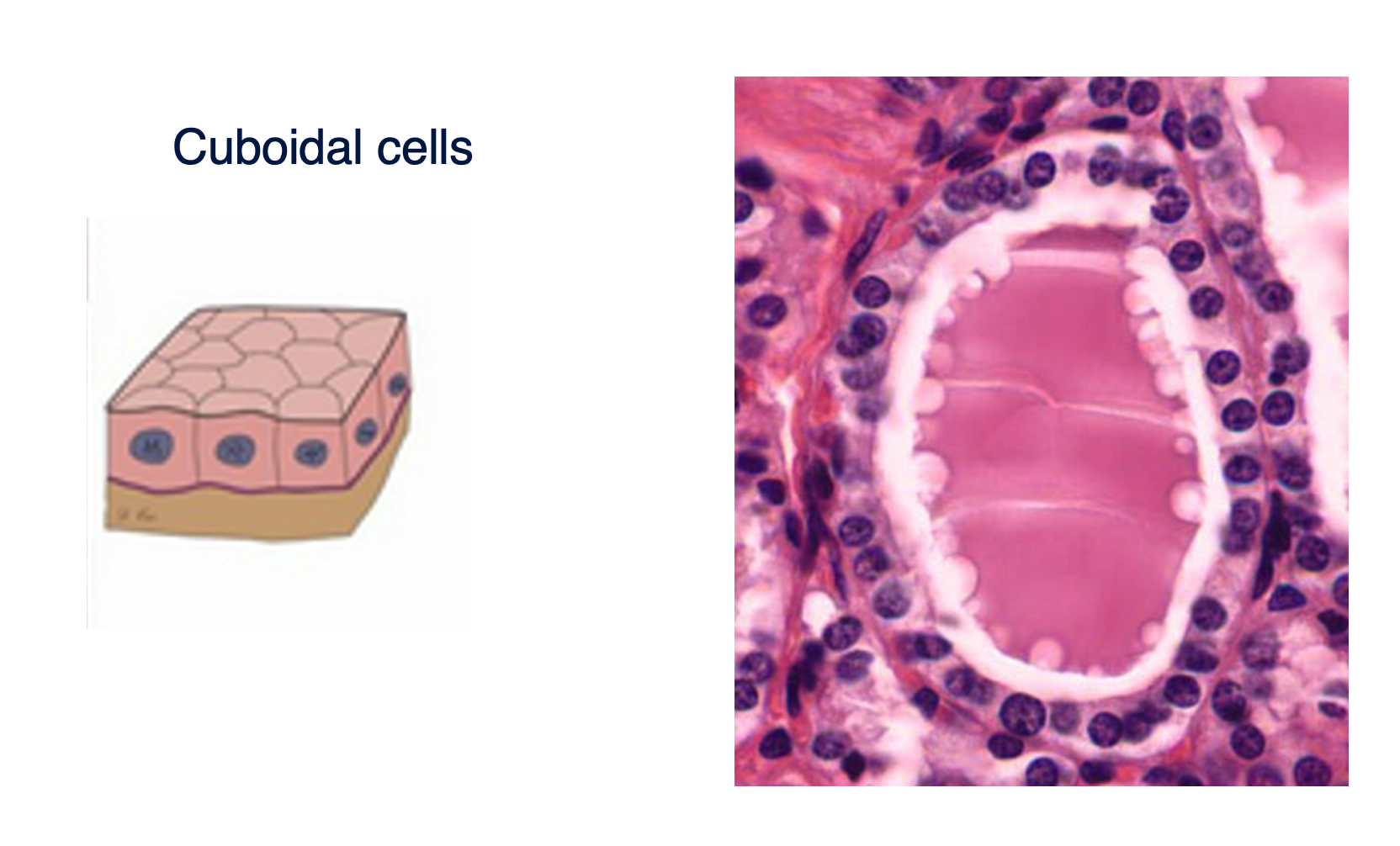 <p>Cuboidal cells</p>