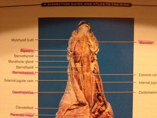 <p>Origin: Occipital Process and mastoid</p><p>Insertion: Medial surface of mandible</p><p>Action: Depresses mandible</p>