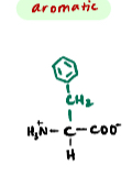 <p>An aromatic non-polar amino acid.</p>