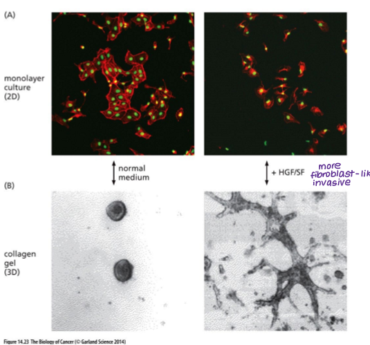 <p>HGF (hepatocyte growth factor)</p><p>Induces EMT</p>