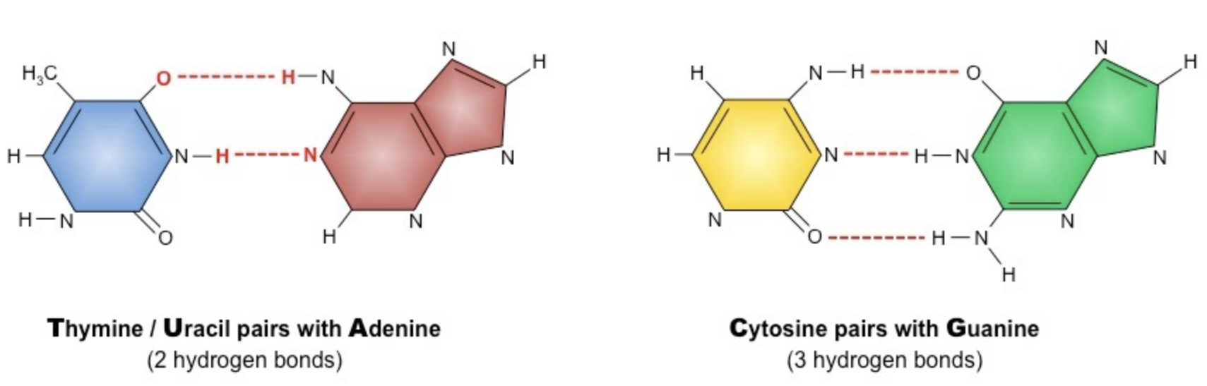 <ul><li><p>refers to how the two DNA strands run in opposite directions </p><ul><li><p>one strand is built in the 5’ to 3’ direction and the other is in 3’ to 5’ direction</p></li></ul></li><li><p>strands are antiparallel to ensure nitrogenous bases pair correctly which allows for accurate DNA replication and transcription </p></li><li><p>antiparallel due to hydrogen bonding </p><ul><li><p>Adenine &amp; Thymine form <u>two</u> hydrogen bonds (A&amp;U in RNA)</p></li><li><p>Guanine &amp; Cytosine form <u>three</u> hydrogen bonds</p></li></ul></li><li><p>if strands were not antiparallel, base pairing would not occur correctly and the genetic information would not be accurately replicated or transcribed </p></li></ul>