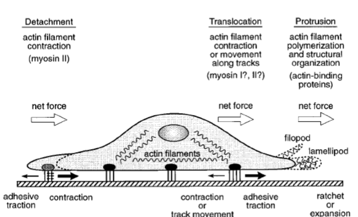 <p>Protrusion of membrane lamellipodia or filopodia requires </p>