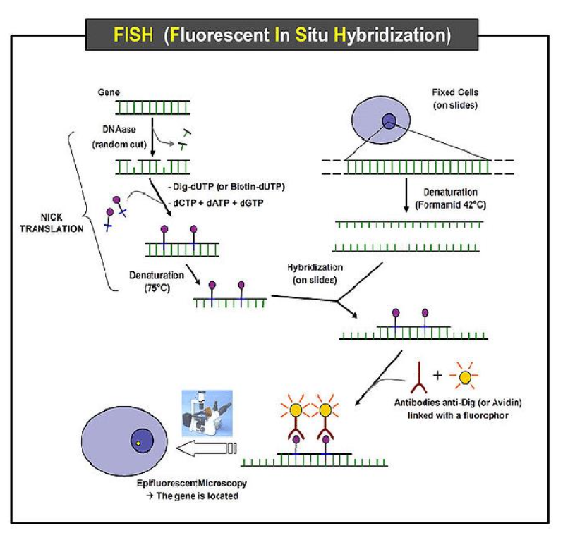 <p>Detects transcriptional activity and link spatial organisation to chromatin state.<br>Uses different techniques such as:<br><strong>Fluorescence In Situ Hybridisation (FISH)</strong> - Fluorescent probes hybridise to specific DNA sequences. It detects chromosome territories, locus radial positioning. <br><strong>Super-Resolution Microscopy (STORM, SIM, PALM)</strong> - Resolves structures below diffraction limit (~20-50 nm). It visualises individual chromatin loops, transcription factories, nucleosome clusters. <br><strong>Live-Cell Imaging with Fluorescent Tags (e.g. dCas9-GFP)</strong> - Tracks dynamic repositioning of loci over time. </p>