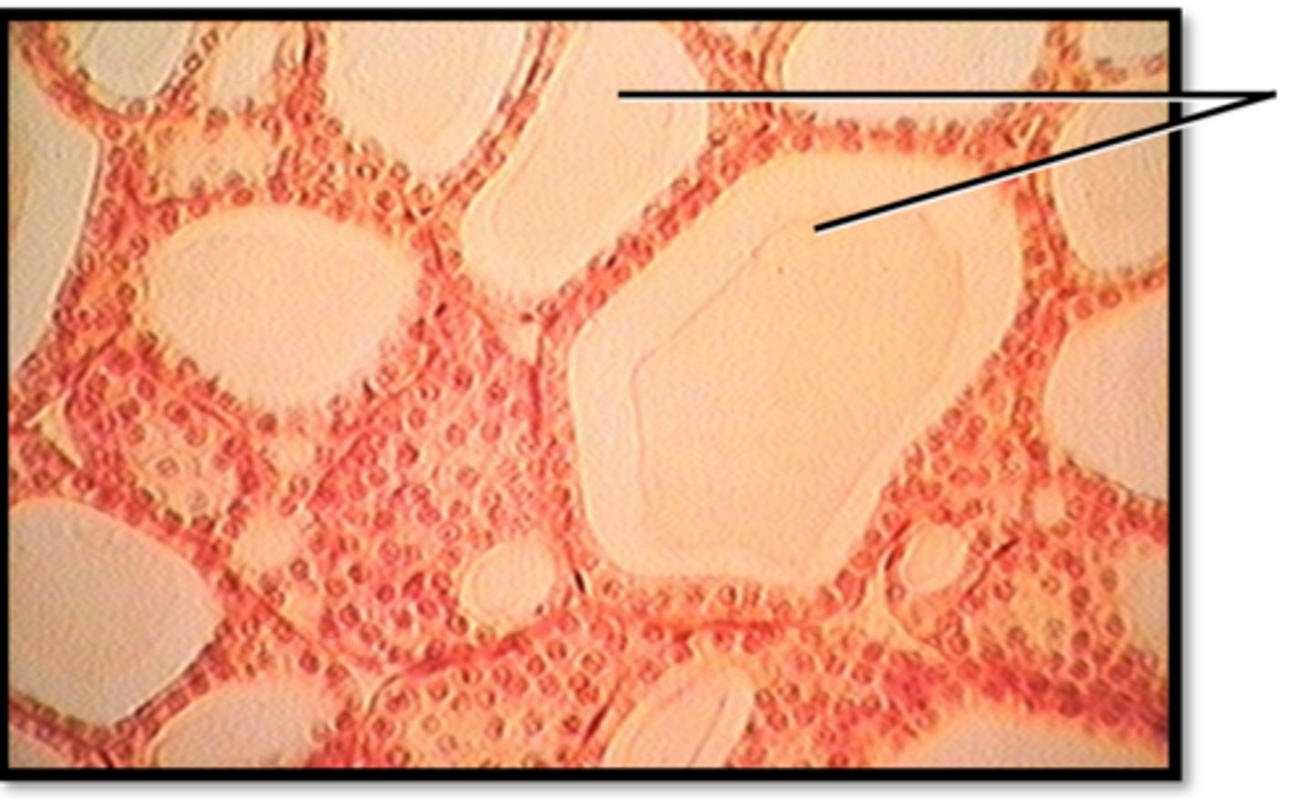 <p>Name this tissue</p>