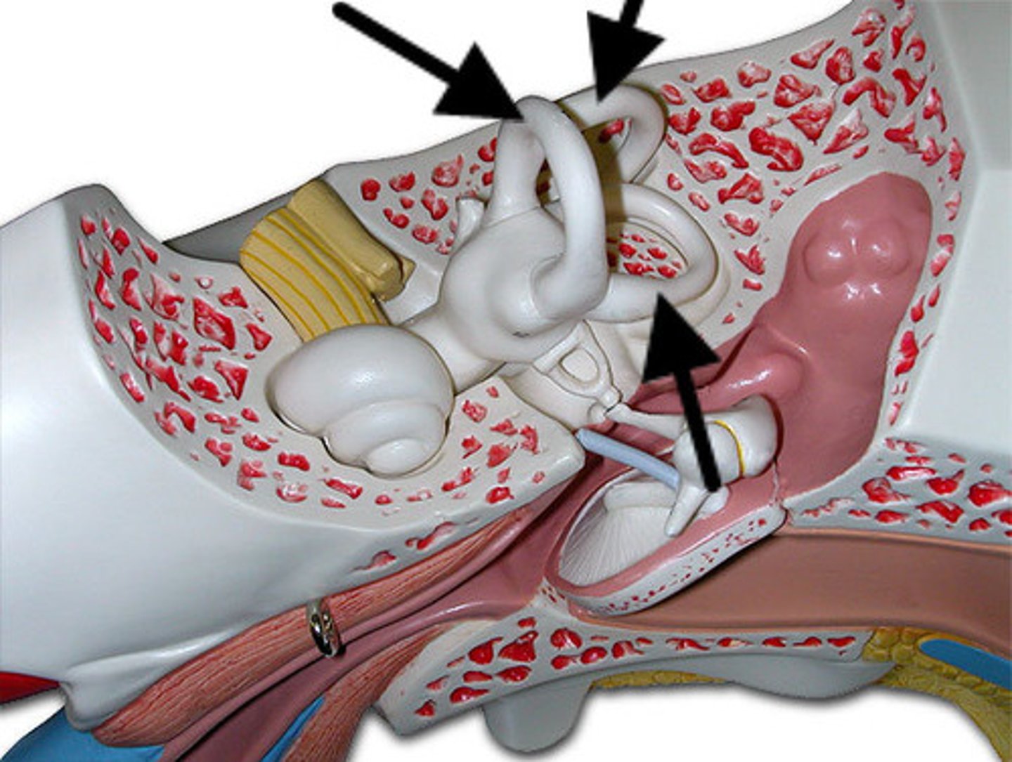 <p>three canals within the inner ear that contain specialized receptor cells that generate nerve impulses with body movement</p>