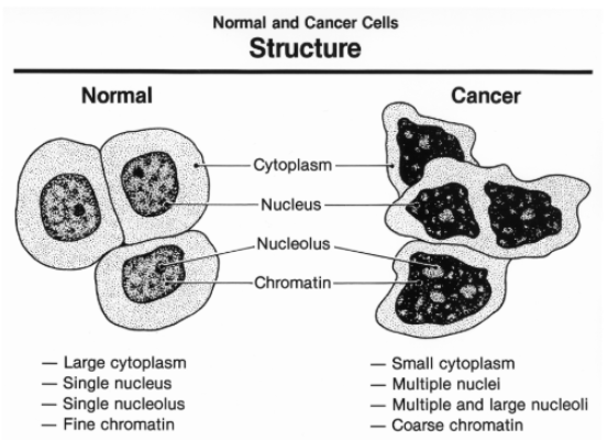 <ul><li><p><span style="background-color: transparent;"><span>These cancer cells may have unusual numbers of chromosomes, alter metabolism, and fail to function in any constructive way.</span></span></p></li></ul><p></p>