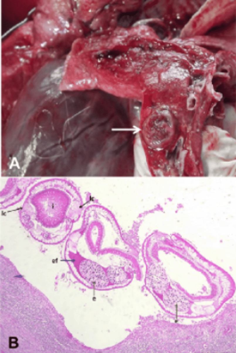 <p>Canine Esophageal Worm</p><p>-coiled pinkish worms 30-80mm in length</p><p>-occurs in fiberous nodules in the esophagus, stomach, and aorta</p>