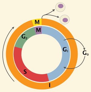 <p>G1, S, ang G2 phases</p><ul><li><p>phases where the cell spends most of its life </p></li></ul><p></p>