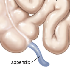 <ul><li><p>remnants of ancestral (homologous) structures with no present adaptive function</p></li></ul>