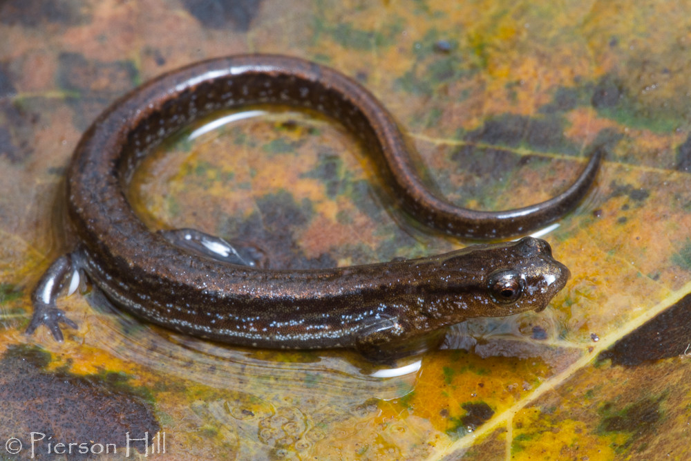 Dwarf Salamander