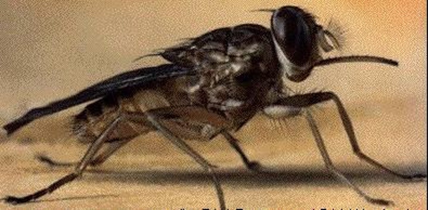 <p>It is transmitted by the Tsetse fly.</p>