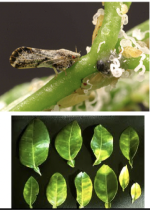 What is this injury called?