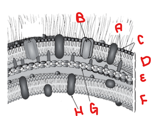 <p>What type of cell wall is this?</p>