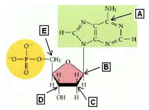 Which of the carbon atoms is this nucleotide could be the 3’ end of a DNA molecule?