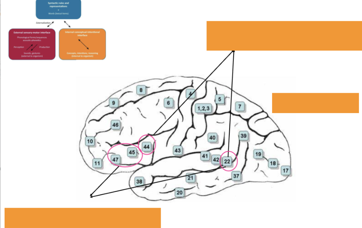 <p><span>Neural architecture</span></p>