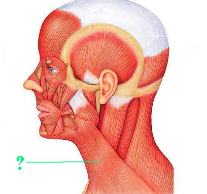 <p><span>Identify the indicated muscle.</span></p>
