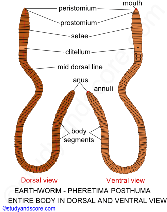 <p>Pheretima (Earthworm)</p>