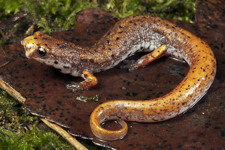 <p><span style="font-family: &quot;Times New Roman&quot;, serif">Has a vibrant white belly patterned with black spots and has four toes on its hind limbs.</span></p>