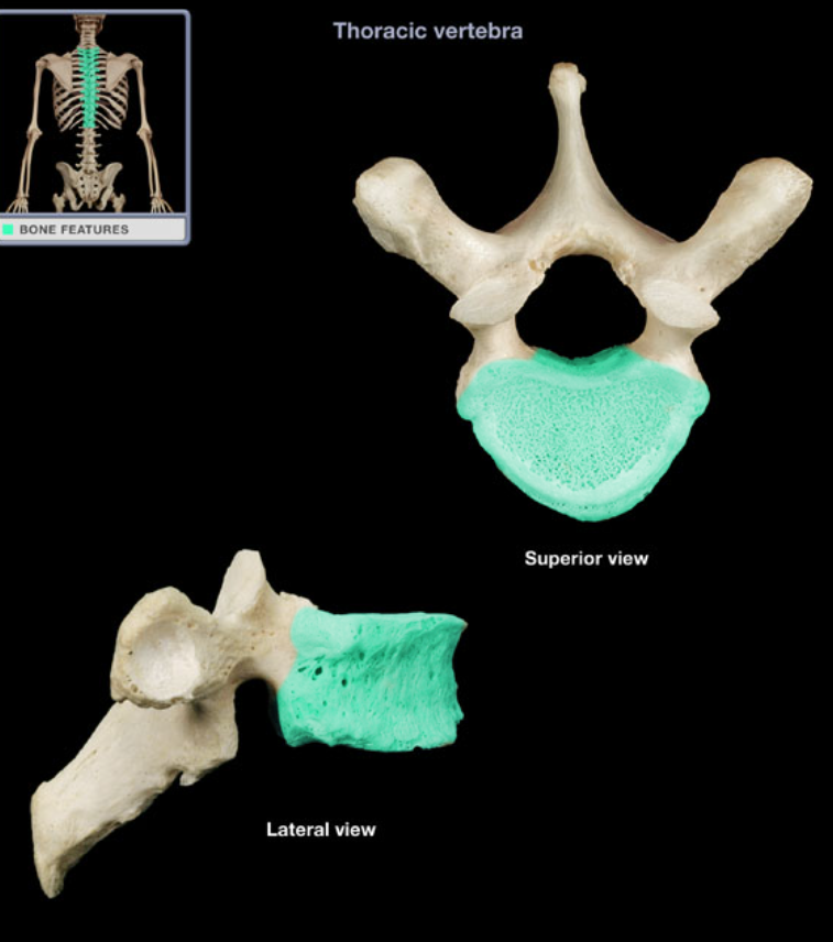 <ul><li><p>Location: Thoracic vertebra (anterior aspect)</p></li><li><p>Description: Progressive increase in size from superior to inferior, Contains paired costal demifacets on each side, Attached to pedicle on either side</p></li><li><p>Comment: Supports body weight</p></li></ul><p></p>