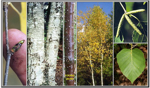 <p>Thin, papery, peeling white bark</p>