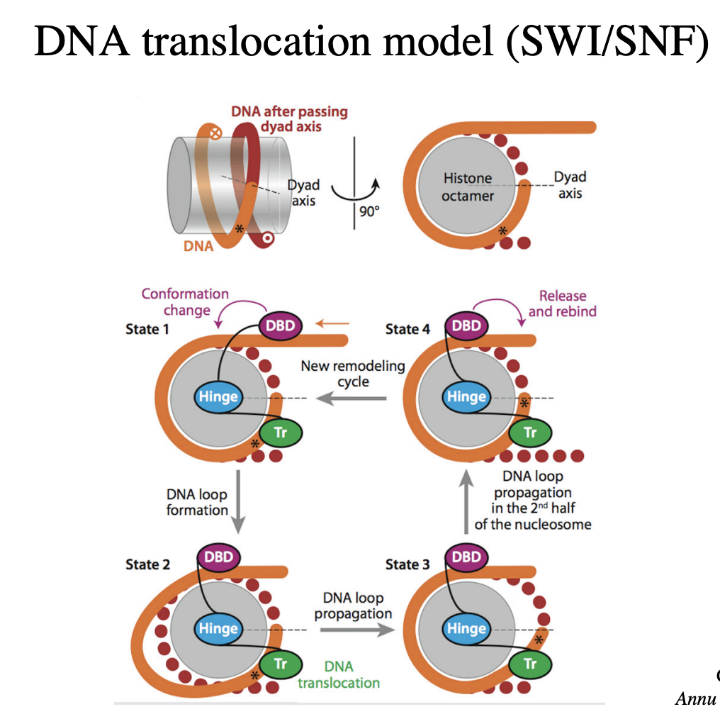 <ul><li><p>how the nucelosome sliding works</p></li></ul><p></p>