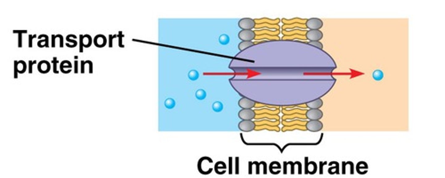 <p>go all the way through the bilayer</p>