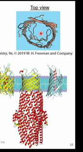 <p>facilitated diffusion</p><p>integral membrane proteins single polypeptide chains forming barrel shape</p><p>hphilic inside, hphobic outside</p><p></p>