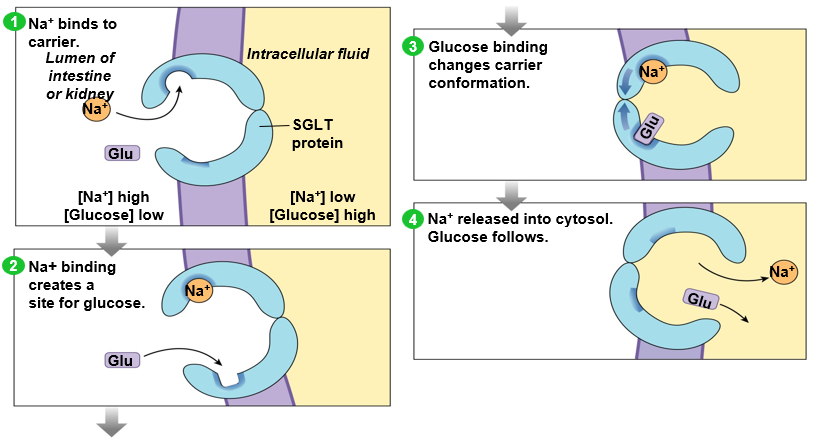 <p>uses <strong>potential energy of Na+ gradient</strong> to transport a different molecule against its concentration gradient</p><p></p><p><u>ex</u>: sodium glucose transporter (SGLT)</p><ol><li><p>Na+ in ECF binds to carrier, creating a binding spot for glucose</p></li><li><p>Glucose from ECF binds to carrier, changing carrier conformation</p></li><li><p>Na+ and glucose are released inside cell</p></li></ol>