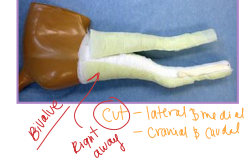 <p><span style="background-color: transparent;"><strong>Casts</strong></span></p>