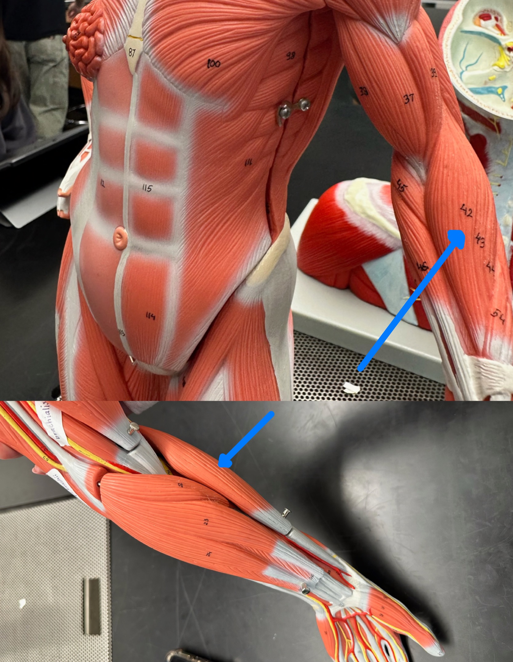 <p>ID muscle</p>