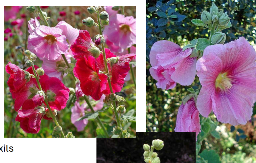 <p>White, pink, red</p><p>Large</p><p>Sun</p><p>Cottage gardens</p>