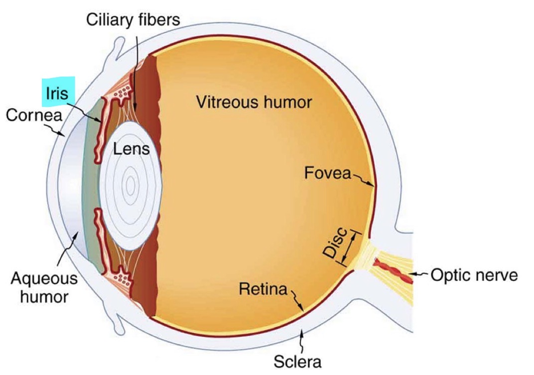<p><u>Anterior Chamber</u></p><p>Iris</p>