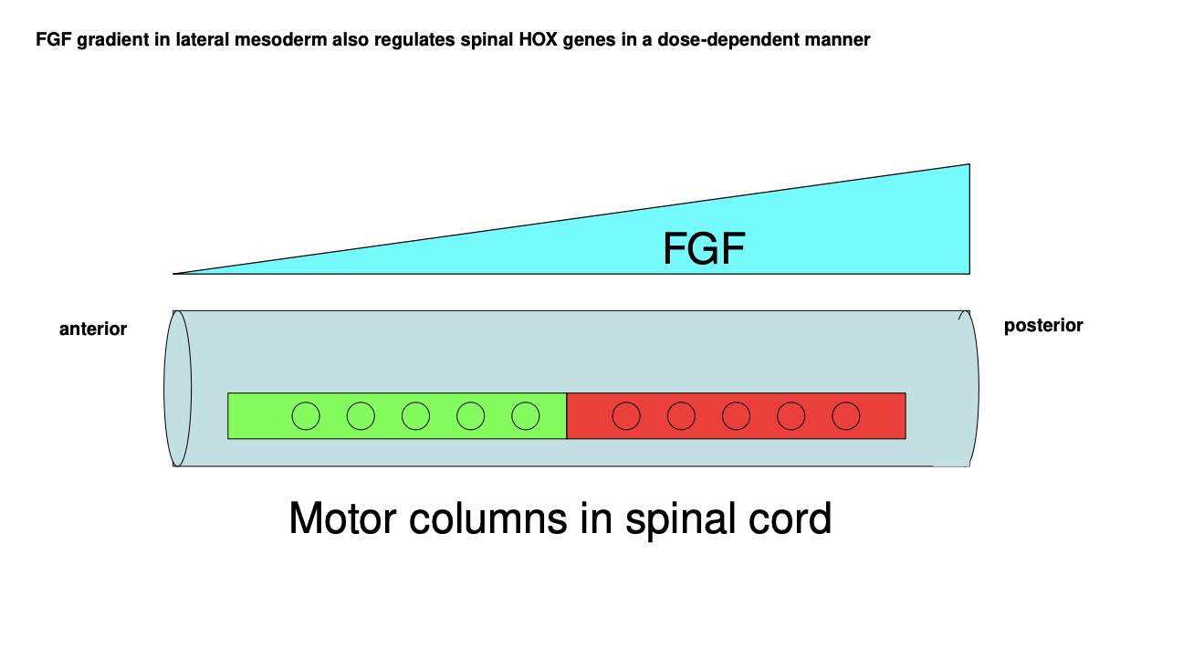 <ul><li><p>secreted by the lateral mesoderm</p><ul><li><p>(compared to RA emitted by the notochord , <strong>ventral</strong> to the neural tube)</p></li></ul></li></ul><p></p>