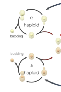 <p>yeast cells proliferate as both haploid and diploid via this process</p>