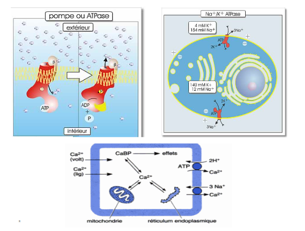 <p><span><strong>Na/K ATPase&nbsp;&nbsp;</strong></span></p><p style="text-align: justify"><span>Prot- transmb enzymatique assure l’expulsion de </span><span style="color: yellow"><strong>3 Na+</strong></span><span><strong> </strong>contre l’entrée de</span><span style="color: yellow"> <strong>2 K+  </strong></span><span>Échange&nbsp; Na/K se fait contre leurs gradients de concentration.&nbsp;&nbsp;</span></p><p style="text-align: justify"><span><strong> pour Maintenir  une concentration cytosolique faible en Na+et forte en K+</strong></span></p><p style="text-align: justify"><span>Les gradients de concentrations de Na+ et K+ maintenus par la pompe sont responsables du potentiel de la mb, du volume ç et du transport actif des a a</span></p><p><br></p>