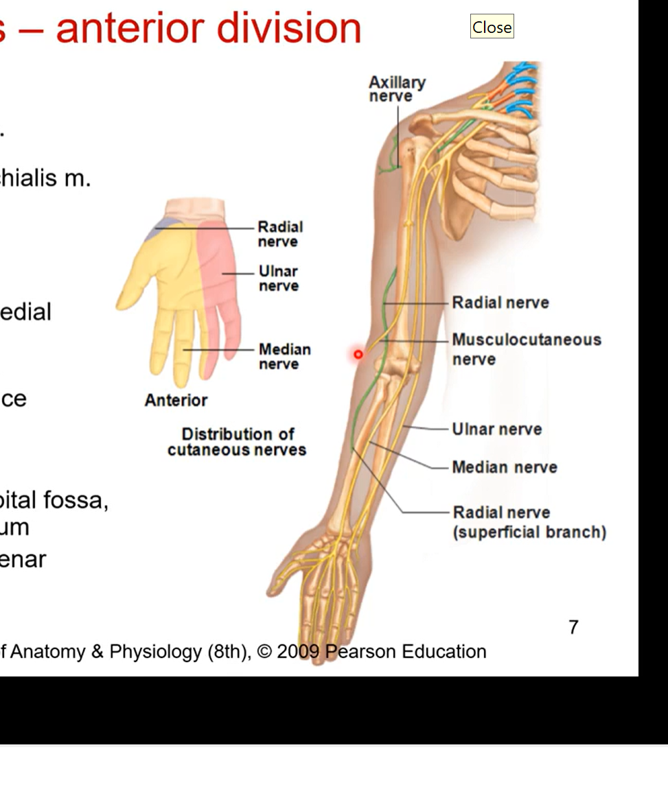 <ul><li><p>musculocutaneous nerve</p><ul><li><p>pierces coracobrachialis muscle</p></li><li><p>innervates all muscles on anterior brachium ( responsible for elbow function)</p></li><li><p>most lateral nerve </p></li></ul></li><li><p>ulnar nerve- most medial nerve or the branch </p><ul><li><p>medial humerus, medial epicondyle </p></li><li><p>innervates 1 ½ forearm flexors then goes hypothenar eminence. innervates 5th digit and half of 4th. </p></li><li><p>funny bone cause very exposed </p></li></ul></li><li><p>median nerve</p><ul><li><p>deep humerus, cubital fossa, anterior antebrachium (forearm)</p></li><li><p>innervates most of forearm flexors, thenar eminence (around the thumb). innervates digits 1, 2,3 and half of the 4th</p></li><li><p>runs down middle of ulnar and musculocutaneous nerve</p></li><li><p>doesn’t touch muscles of anterior brachium just like ulnar nerve </p></li></ul></li></ul><p></p>