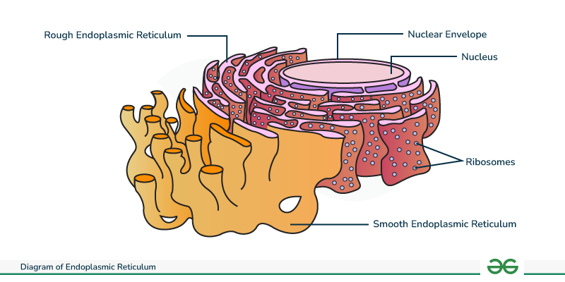 <ul><li><p>Provides mechanical support and plays a role in intracellular transport</p></li><li><p>It is a network of membrane tubes within the cytoplasm of eukaryotic cells</p></li><li><p>Has two parts, the Rough Endoplasmic Reticulum (Rough ER) and the Smooth Endoplasmic Reticulum (Smooth ER).</p></li></ul><p><strong>Found in eukaryotic cells only (plant and animal)</strong></p>