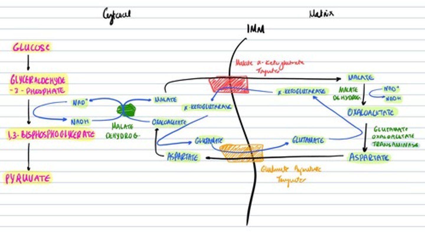 knowt flashcard image