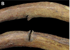 <p>causes horizontal striations (can be very thin lines), usually dont see evidence of this on bone only on skin — longer than wide, result from force applied across bone surface from slashing/stabbing</p>