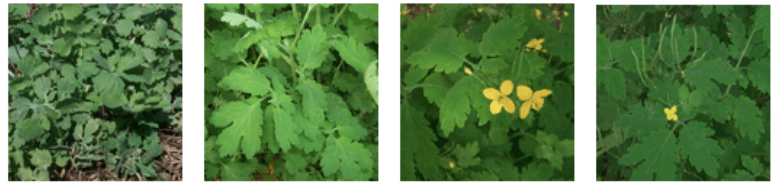 <p>poppy alkaloid</p>